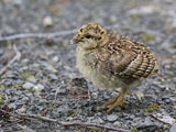 Blue Grouse Chick