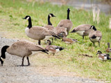Canada Geese With Widgeons