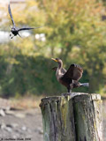 Double Crested Cormorant with Common Crow